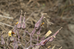 Lactuca tuberosa