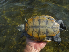 Malaclemys terrapin macrospilota