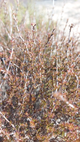 Image of Cliffortia acockii by (c) Jacques van der Merwe, some rights reserved (CC BY-SA)