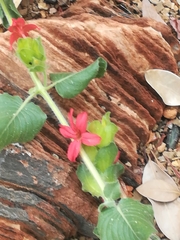 Petalidium bracteatum