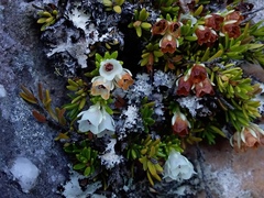 Erica depressa