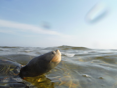 Malaclemys terrapin macrospilota