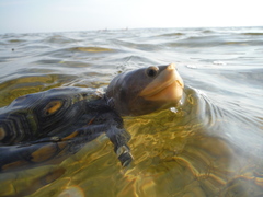 Malaclemys terrapin macrospilota