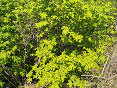 Euonymus maximowiczianus