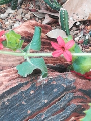 Petalidium bracteatum