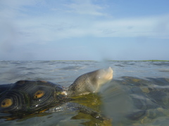 Malaclemys terrapin macrospilota