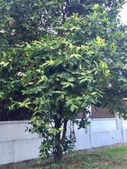 Syzygium aqueum