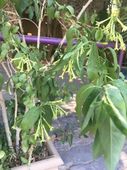 Cestrum glanduliferum