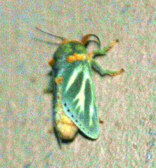 Coenobasis albiramosa