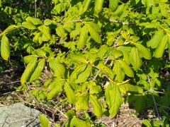Euonymus maximowiczianus