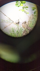 Trachemys scripta elegans