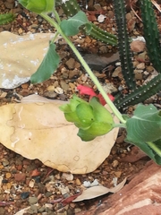 Petalidium bracteatum