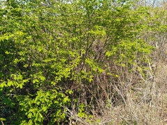 Euonymus maximowiczianus