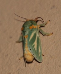 Coenobasis albiramosa