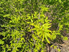 Euonymus maximowiczianus