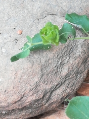 Petalidium bracteatum