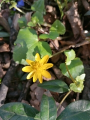 Ficaria verna