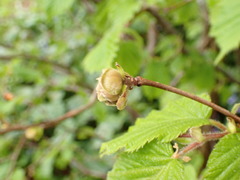 Phytoptus avellanae
