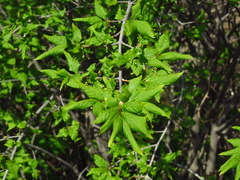 Euonymus maximowiczianus