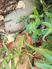 Petalidium bracteatum