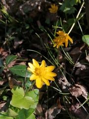 Ficaria verna