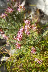 Erica nudiflora