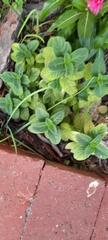 Barleria obtusa