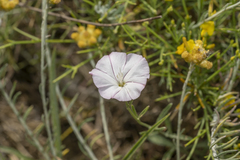 Convolvulus oleifolius