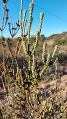 Leucadendron thymifolium