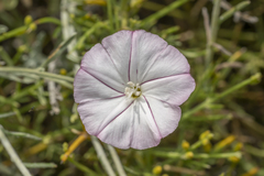 Convolvulus oleifolius