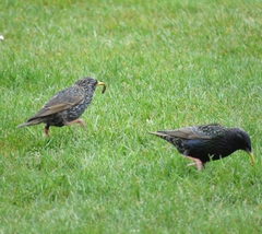Sturnus vulgaris