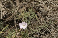 Convolvulus oleifolius