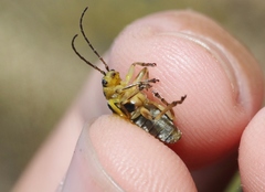 Trirhabda luteocincta