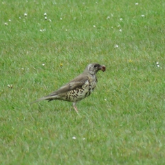 Turdus viscivorus