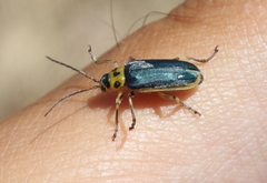 Trirhabda luteocincta