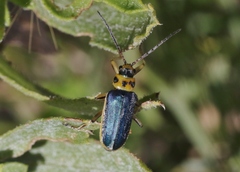 Trirhabda luteocincta