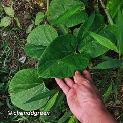 Tinospora sinensis