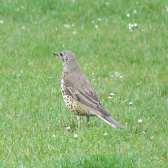 Turdus viscivorus