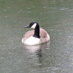 Branta canadensis