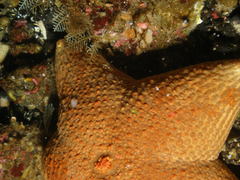 Abietinaria