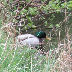 Anas platyrhynchos