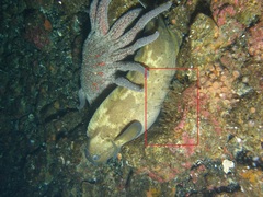 Abietinaria