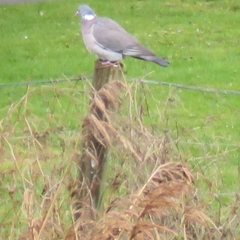 Columba palumbus