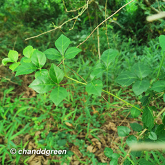 Eleutherococcus trifoliatus