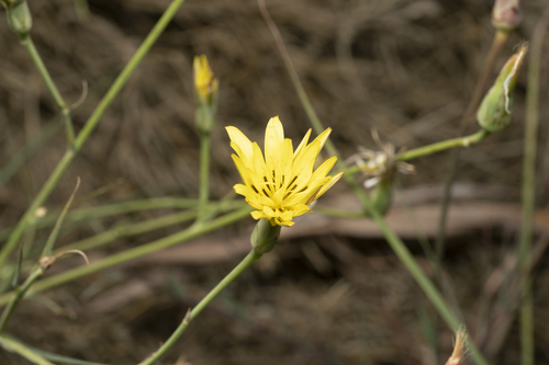 Image of Pseudopodospermum elatum by (c) Eleftherios Katsillis, some rights reserved (CC BY)