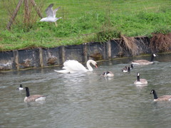 Branta canadensis