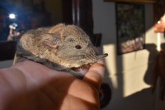 Elephantulus pilicaudus