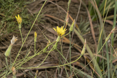 Pseudopodospermum elatum