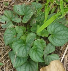 Viola walteri