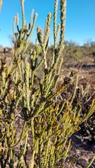 Leucadendron thymifolium